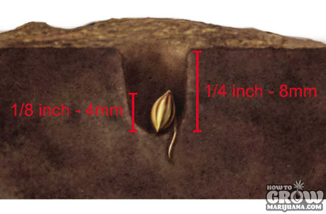 Planting Germinated Cannabis Seeds in Soil
