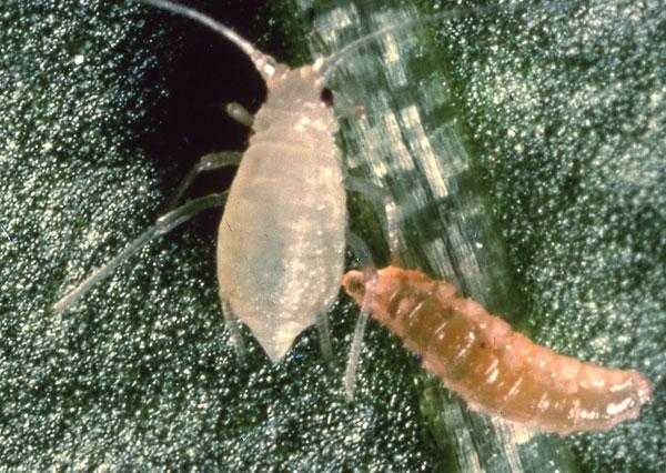 Predatory midge attacking larger white Aphid