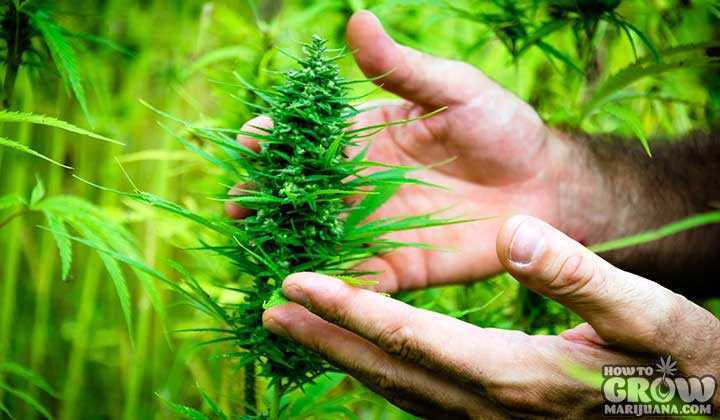 Hands clasping a naturally grown outdoor marijuana grown flower