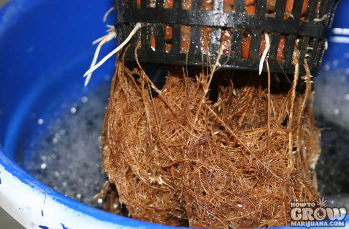 Root Rot Marijuana Plants