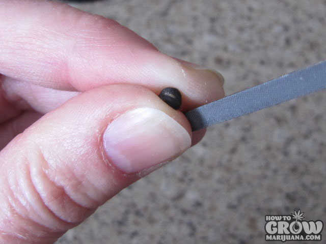 Scarify Seeds with Nail File