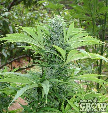 Secrets to Growing Professional Quality Marijuana
