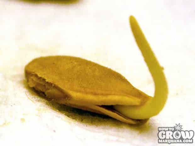 Sprout Seeds Overnight