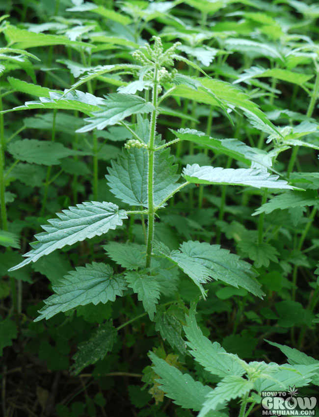 Stinging Nettle Improve Cannabis Resin Production