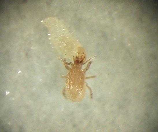 Stratiolaelaps eating a root weevil