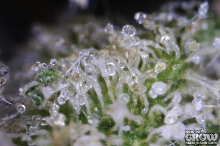 Close up of trichomes of marijuana bud