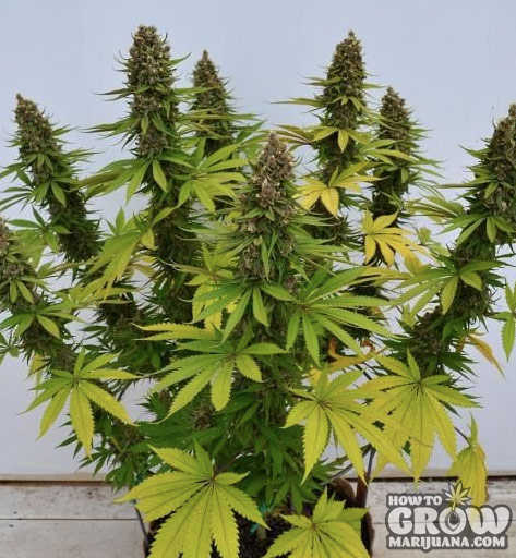 The goal of main-lining is to grow 8 evenly matched colas