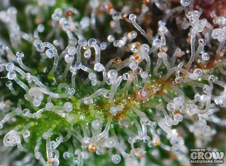 THC laden trichomes