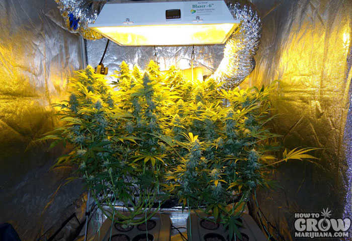 Top Fed DWC Hydroponic Marijuana