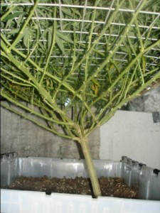 Good ventilation beneath the canopy