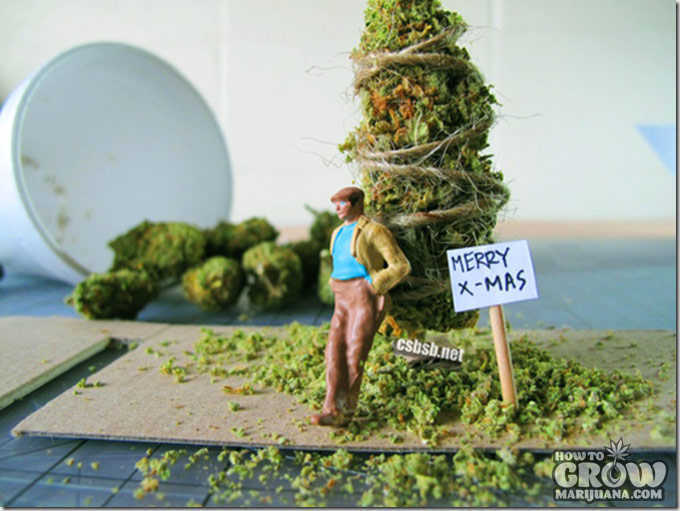 harvest-marijuana-timing