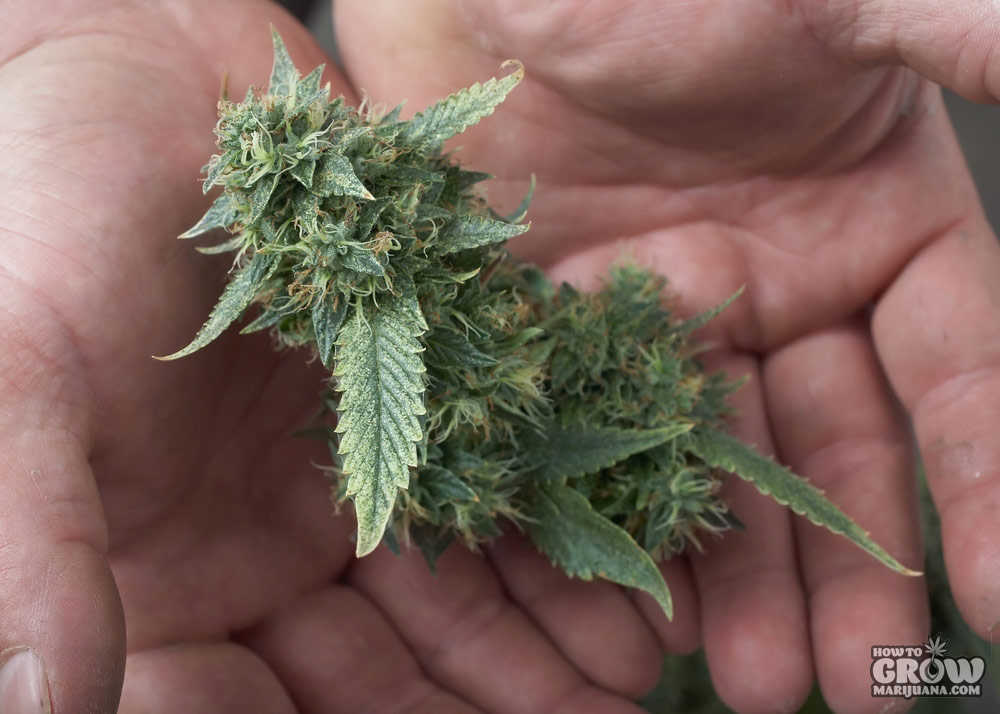 harvesting-marijuana-buds