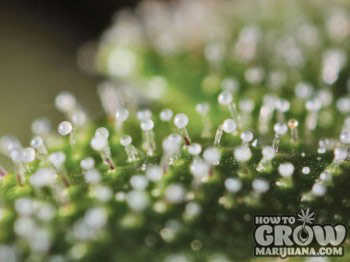 harvesting-marijuana-magnifier