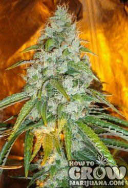 harvesting-marijuana-resin-production