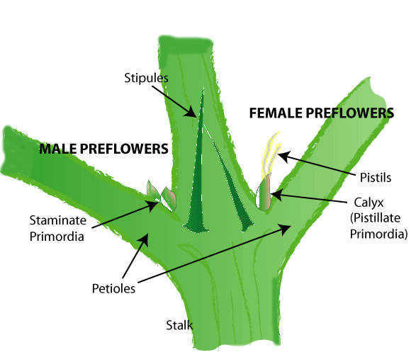 Male and Female Marijuana