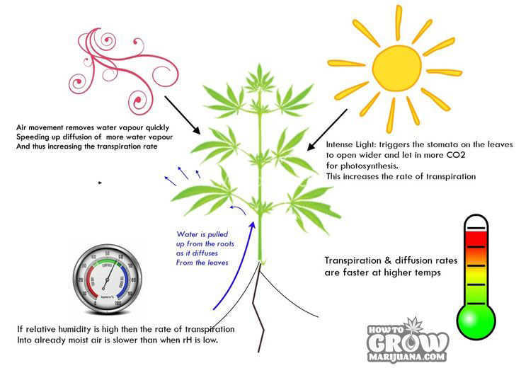 marijuana-transpiration