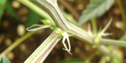 Marijuana Preflowering