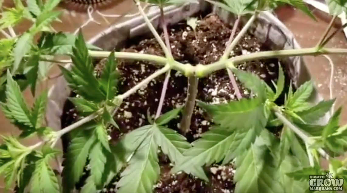 Outgrowing stems from 3rd node