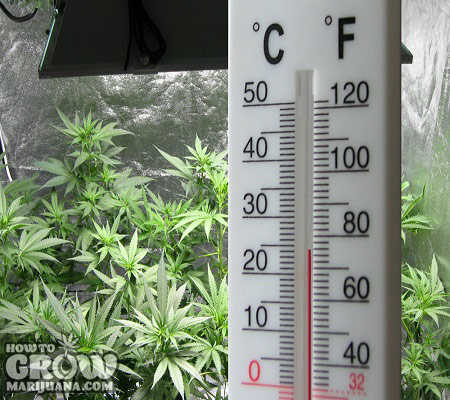 temperature-marijuana
