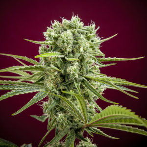 Reggae Seeds - Dancehall Plant Shot