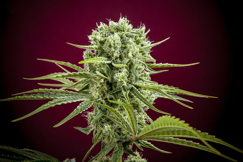 Reggae Seeds - Dancehall Plant Shot