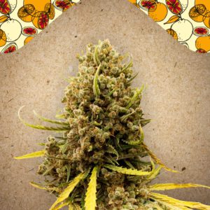 Female Seeds - Grapefruit Feminized Plant Shot