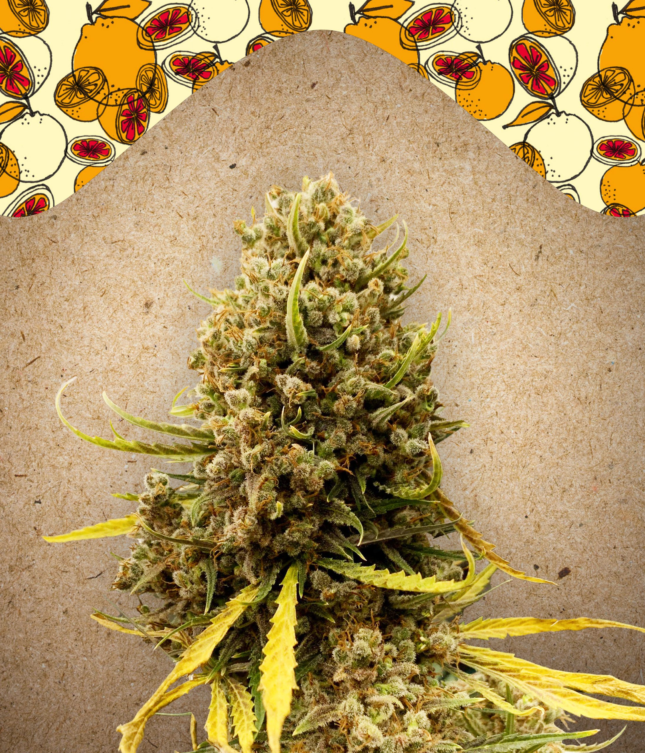 Female Seeds - Grapefruit Feminized Plant Shot