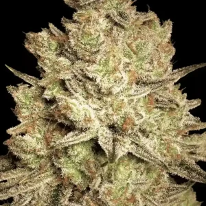 Paradise Seeds - Jacky White Feminized Plant Shot