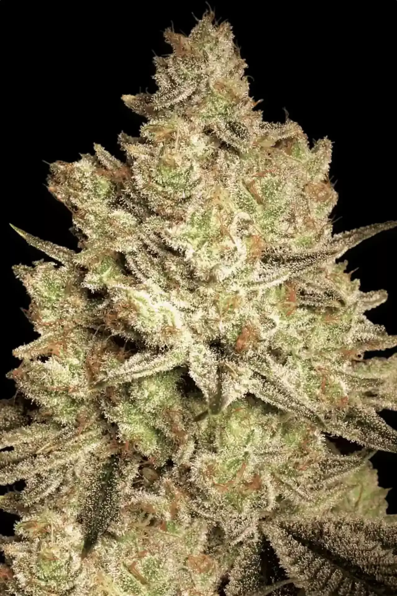 Paradise Seeds - Jacky White Feminized Plant Shot