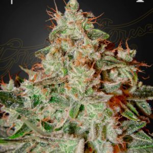 Green House - Lemon Skunk Feminized Plant Shot