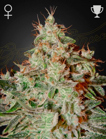 Green House - Lemon Skunk Feminized Plant Shot