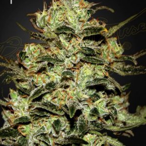 Green House - Moby Dick Feminized Plant Shot