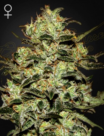Green House - Moby Dick Feminized Plant Shot