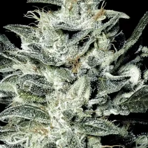 Paradise Seeds - Sensi Star Feminized Plant Shot