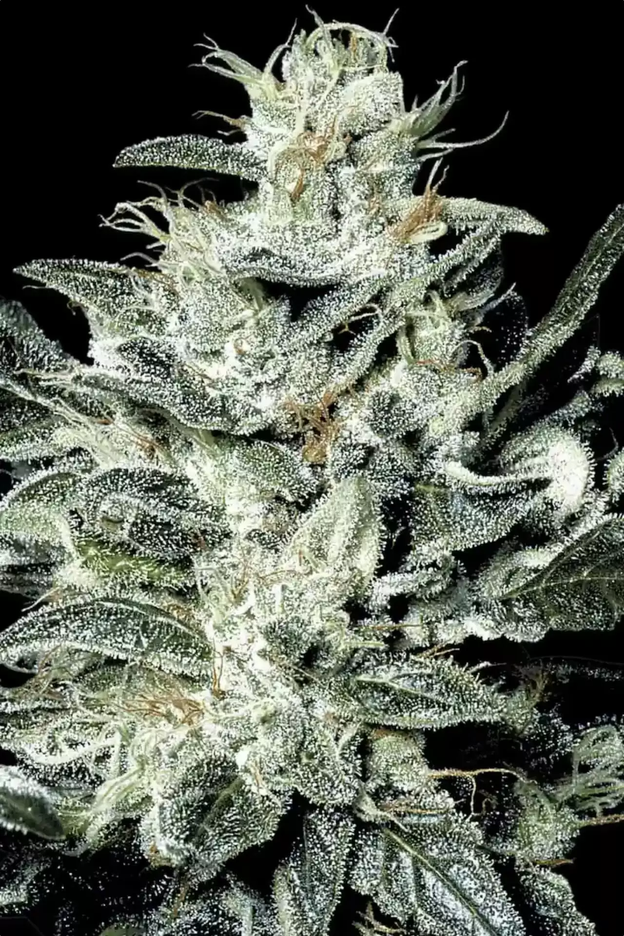 Paradise Seeds - Sensi Star Feminized Plant Shot