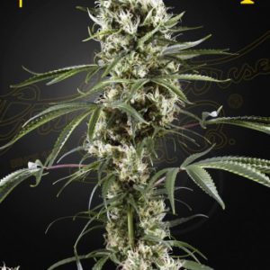 Green House - Super Lemon Haze Feminized Plant Shot