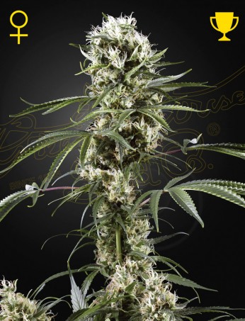Green House - Super Lemon Haze Feminized Plant Shot