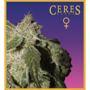 Ceres Seeds - White Panther Feminized Plant Shot