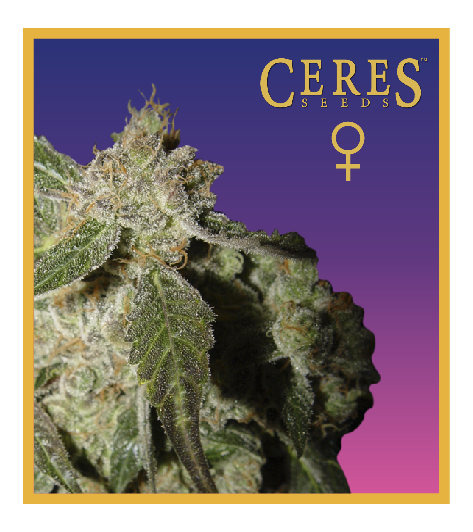 Ceres Seeds - White Panther Feminized Plant Shot