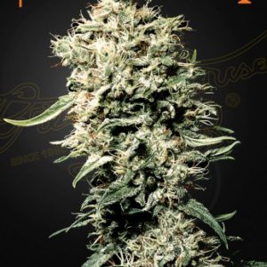 Green House - White Rhino Feminized Plant Shot