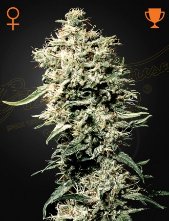 Green House - White Rhino Feminized Plant Shot