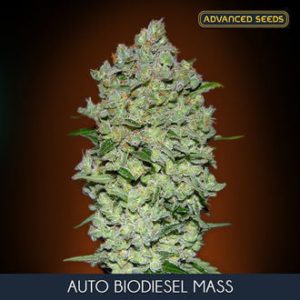 Advanced Seeds - Auto Biodiesel Mass Feminized Plant Shot