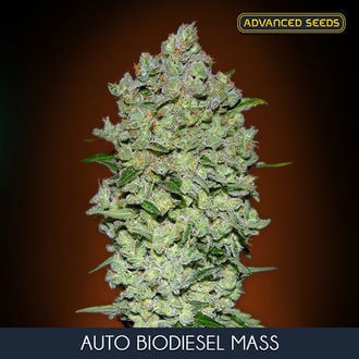 Advanced Seeds - Auto Biodiesel Mass Feminized Plant Shot