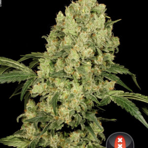 Serious Seeds - AK-47 Feminized Plant Shot