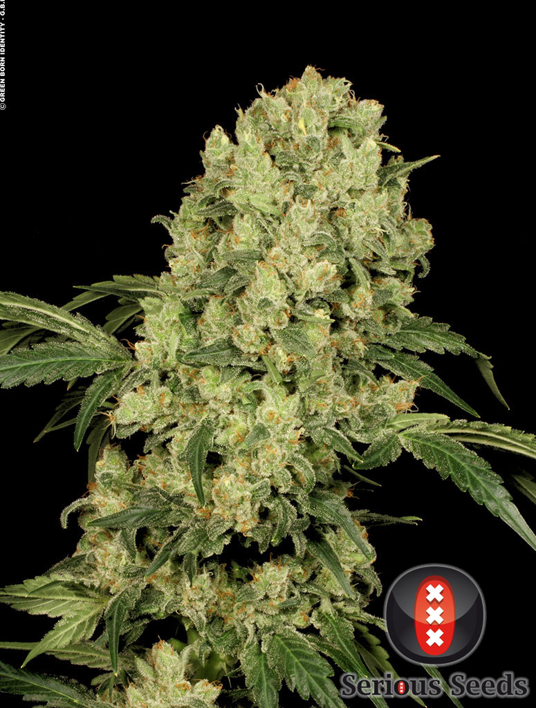 Serious Seeds - AK-47 Feminized Plant Shot