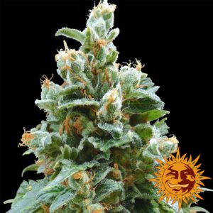 Barney's Farm - Vanilla Kush Feminized Plant Shot