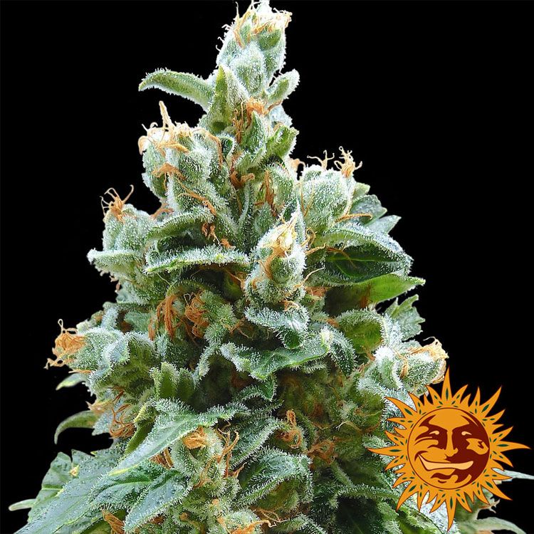 Barney's Farm - Vanilla Kush Feminized Plant Shot