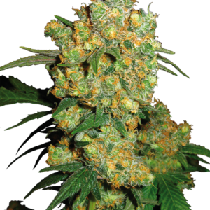 Sensi Seeds - Big Bud Feminized Plant Shot