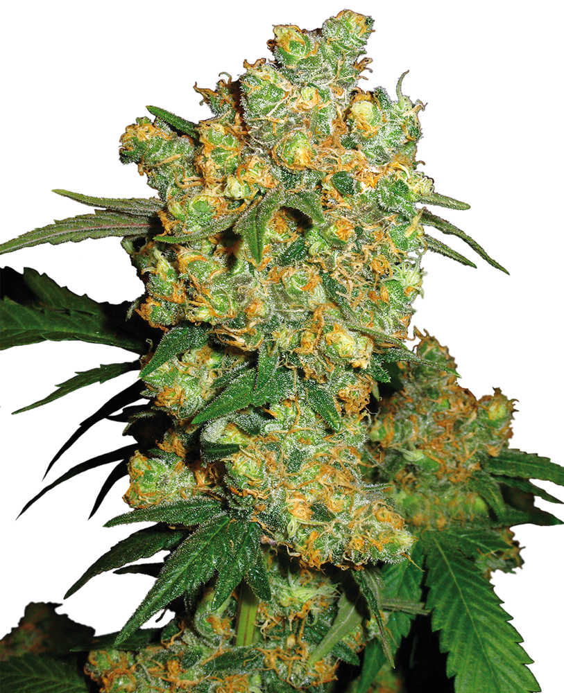Sensi Seeds - Big Bud Feminized Plant Shot