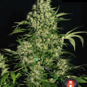 Serious Seeds - Chronic Plant Shot